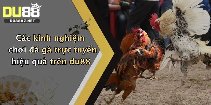 Đá Gà Trực Tuyến: Đặt Cược Cực Đỉnh Tại Du88, Thưởng Lớn Mỗi Ngày 4 Các kinh nghiệm chơi đá gà trực tuyến hiệu quả trên du88